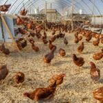 Foto: Reprodução/A Gazeta