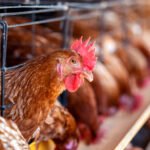 Impacto no Setor Avícola: Paraná Descartará Milhões de Ovos para Evitar Disseminação da Gripe Aviária - Foto: Reprodução