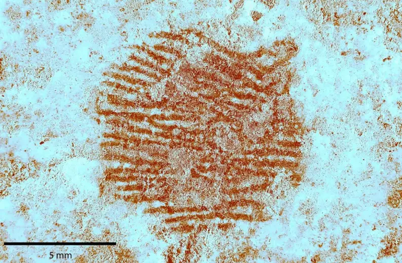 Impressão digital preservada com pigmento mineral vermelho mostra sulcos nítidos da ponta do dedo, indicando aplicação deliberada por parte do autor pré-histórico - Foto: Reprodução
