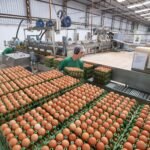 Com a menor demanda – devido sobretudo ao período de férias escolares –, produtores acabaram concedendo descontos nas negociações, o que intensificou a pressão sobre os valores - Foto: Reprodução/OvoSite