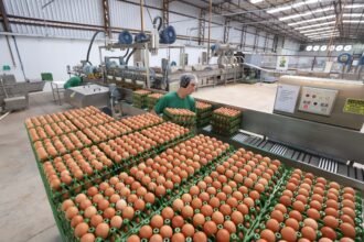 Com a menor demanda – devido sobretudo ao período de férias escolares –, produtores acabaram concedendo descontos nas negociações, o que intensificou a pressão sobre os valores - Foto: Reprodução/OvoSite