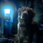 O cachorro Indy é o grande protagonista de "Good Boy" - Foto: Reprodução/Shudder