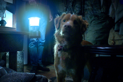 O cachorro Indy é o grande protagonista de "Good Boy" - Foto: Reprodução/Shudder