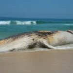 O corpo em decomposição encontrado em Cefn Sidan, inicialmente visto como uma criatura misteriosa, foi confirmado como sendo de uma baleia-comum, a segunda maior espécie do mundo, com mais de 21 metros. Foto: Agência Brasil/Divulgação