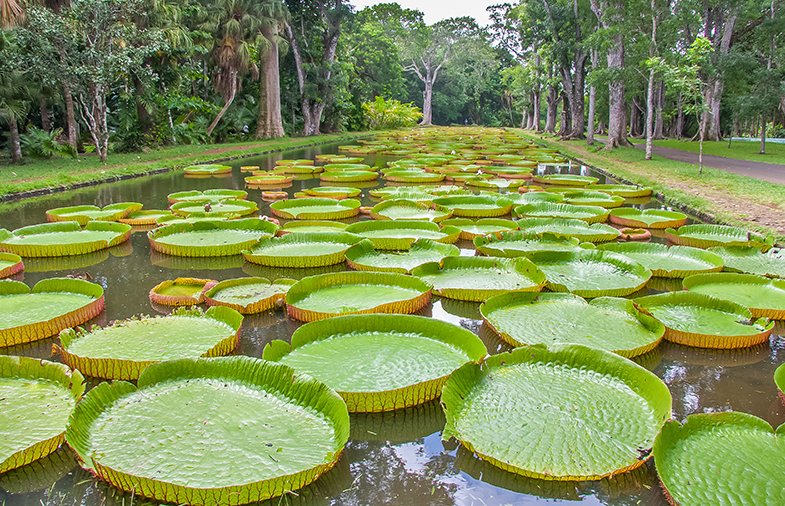 Vitória-régia: flor amazônica cercada de lenda inspira palco para show com Mariah Carey em Belém - Foto: Reprodução/Pensamento Verde