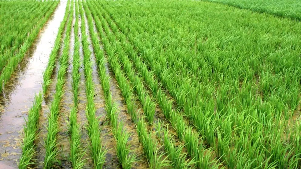 Falta de chuvas gera preocupação para o plantio do arroz, que tem 77% da produção irrigada - Foto: Divulgação/Instituto Rio Grandense do Arroz (Irga)